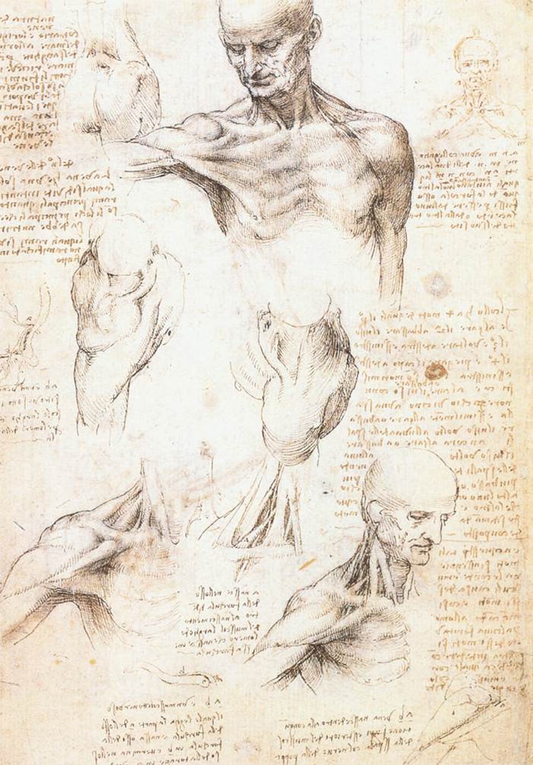 "Studi anatomici"