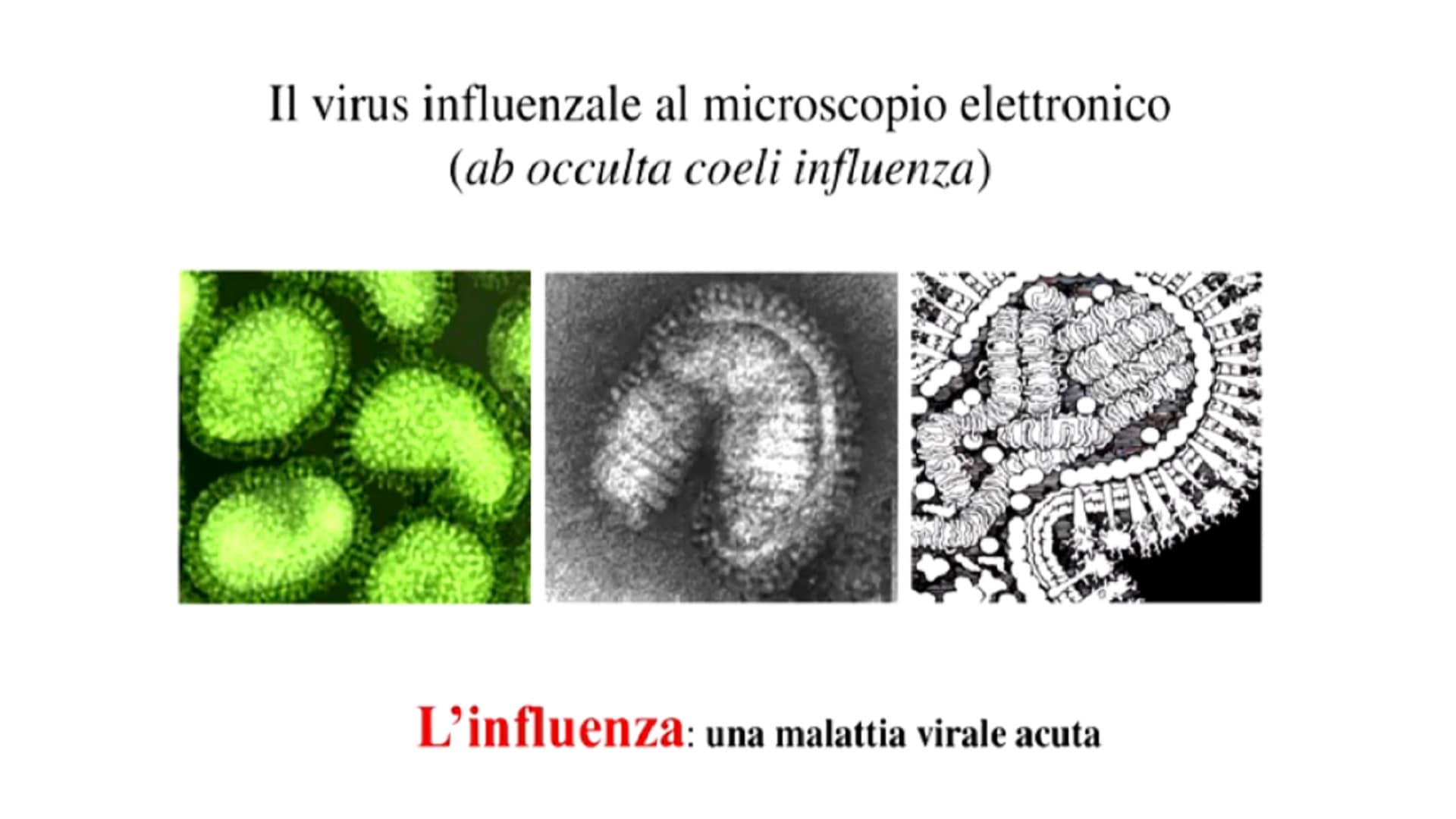 Il Virus Dell'influenza | Rai Cultura