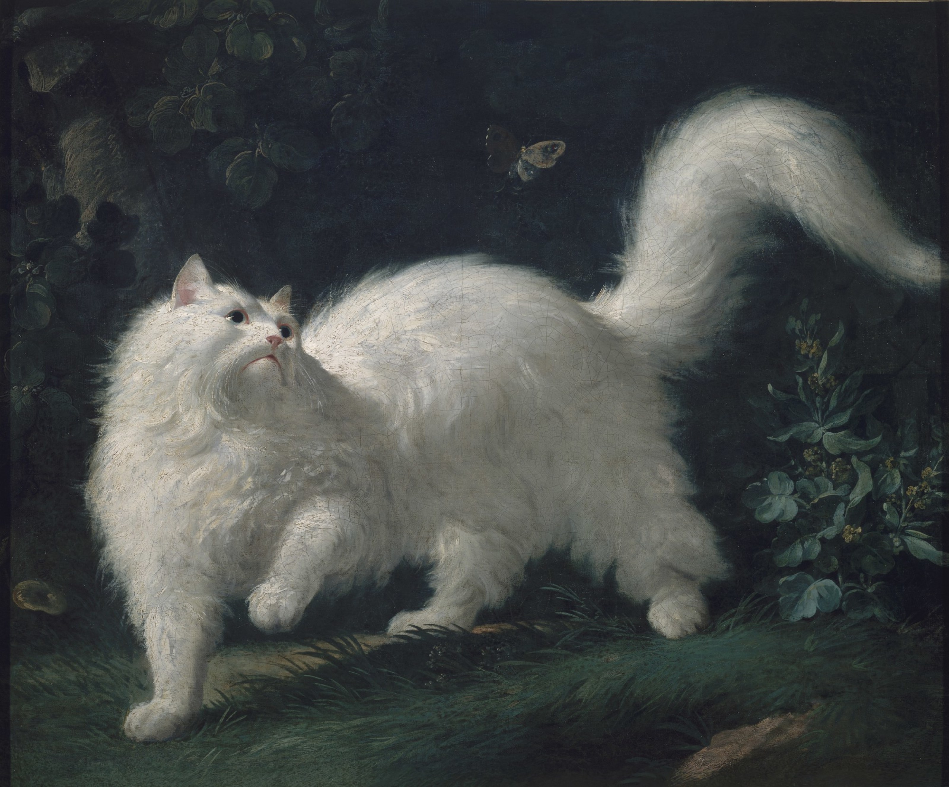 Jean-Jacques Bachelier, Gatto Angora bianco che insegue una farfalla, 1761, Museo d’Orsay ©️ UMA / RMN - Grand Palais